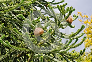 Monkey tree, Araucaria araucana. Comes from the Andes in Chile