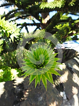 Monkey tree araukarie