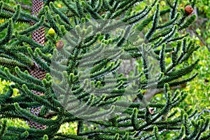 Monkey tree branch in the lush grounds of Hatley Castle in Victoria, British Columbia, Canada