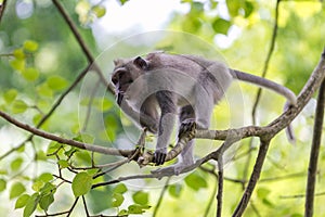 Monkey on tree branch in Ubud forest, Bali