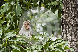 Monkey on tree in Coorg Karnataka, India