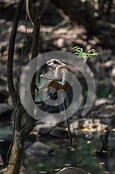 Monkey in a tree eating