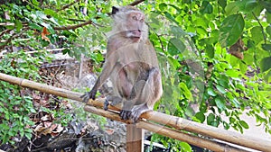 Monkey from tree in green jungle forest