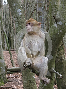 Monkey on a tree II