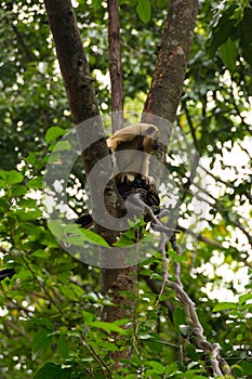 A monkey on a tree while looking for food