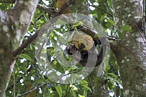 Monkey in the tree of Rio de Janeiro Brazil