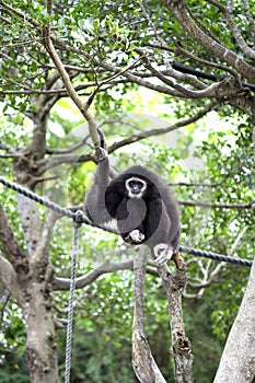 Monkey on tree with ropes