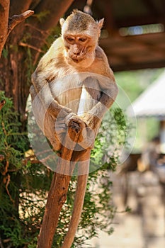 Scimmie sul un albero 