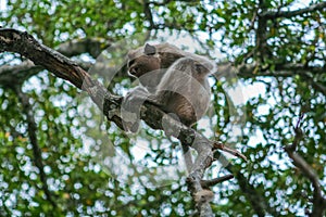 Scimmie sul un albero 