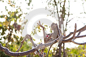 A monkey on tree selective focus in nature