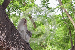 Monkey on tree selective focus in nature