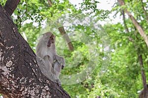 Monkey on tree selective focus in nature