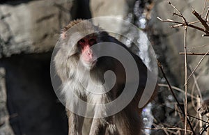 Monkey on the tree in sunlight watchig