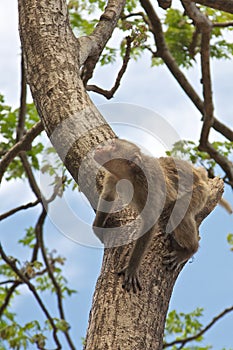 Monkey on a tree, Thailand