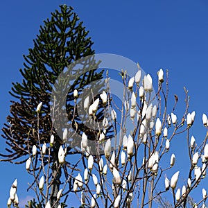 Monkey tree and white magnolia blossoms