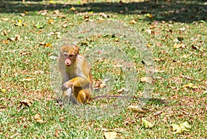 Monkey in tropical fauna on Ceylon, young macaque