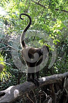 Monkey in tropical forest