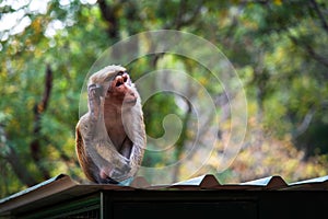 Monkey in tropical forest of Sri Lanka