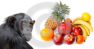 Monkey and tropical fruits