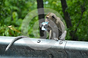 The monkey is trying to bite