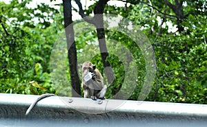 The monkey is trying to bite