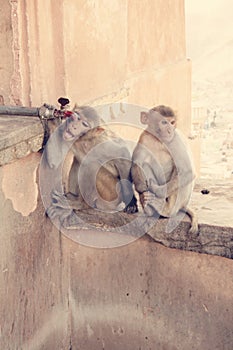 Monkey trying to drink some water