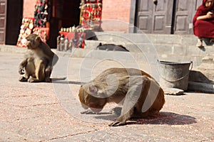 Monkey trying to eat grains directly from floor, portrait of cute monkey, monkey in appearing like bowing down in front of god