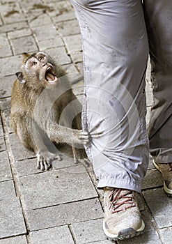 Indonesia - Monkey tugs on persons pants to get attention
