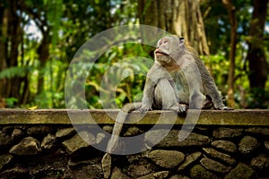 Monkey in Ubud Bali