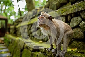 Monkey in Ubud Bali photo