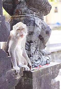 Monkey in Uluwatu Temple, Bali Island