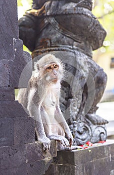 Monkey in Uluwatu Temple, Bali Island