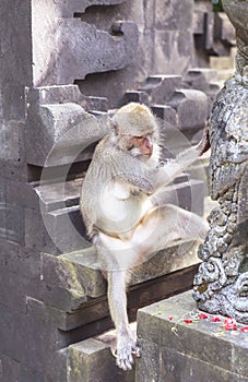 Monkey in Uluwatu Temple, Bali Island