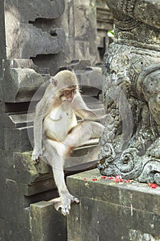 Monkey in Uluwatu Temple, Bali Island