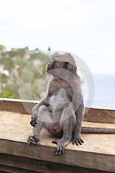 Monkey in Uluwatu Temple, Bali Island