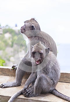 Monkey in Uluwatu Temple, Bali Island