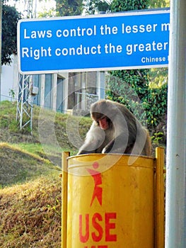 Monkey is using bin for food