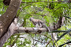 Monkey vervet on a branch in the town photo