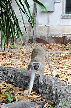 Monkey vervet on a branch in the town photo