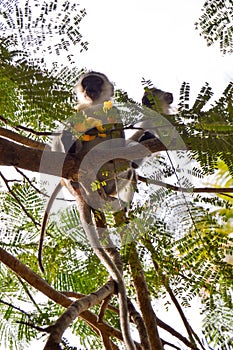 Monkey vervet and her cub photo