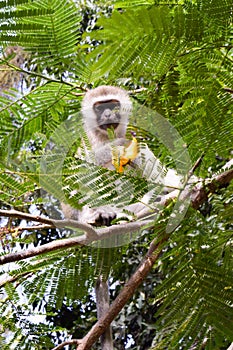 Monkey vervet on a tree eating a mango photo