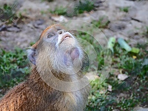 A monkey very focused looking at something