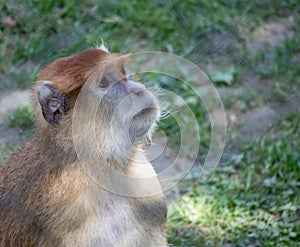 A monkey very focused looking at something