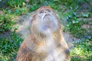 A monkey very focused looking at something