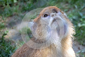 A monkey very focused looking at something