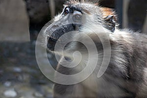 A monkey very focused looking at something