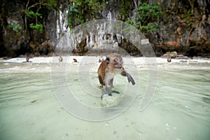 Monkey waiting for food in Monkey Beach, Phi Phi Islands, Thailand