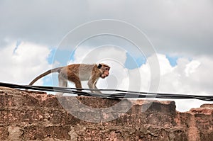 A monkey walk  on a wall (High resolution .jpg) photo