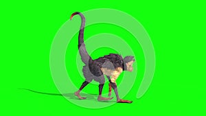 Monkey Walkcycle Side Green Screen 3D Rendering Animation