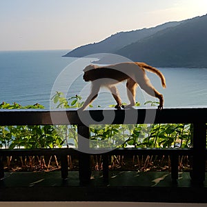 Monkey walking along a fence beside the sea